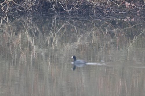 American Coot observed by zoltshmack