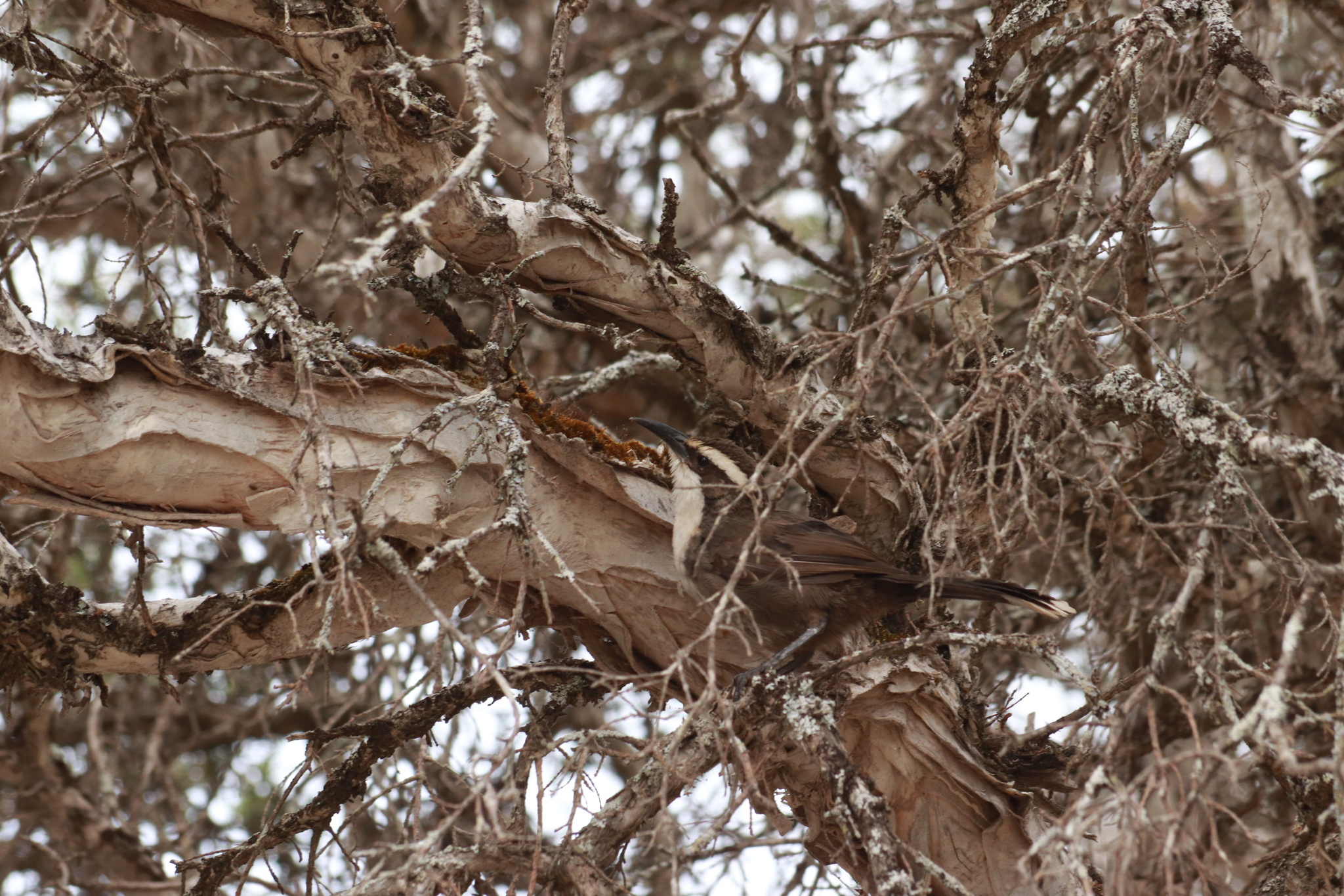 White-browed Babbler (Pomatostomus superciliosus), photo 4