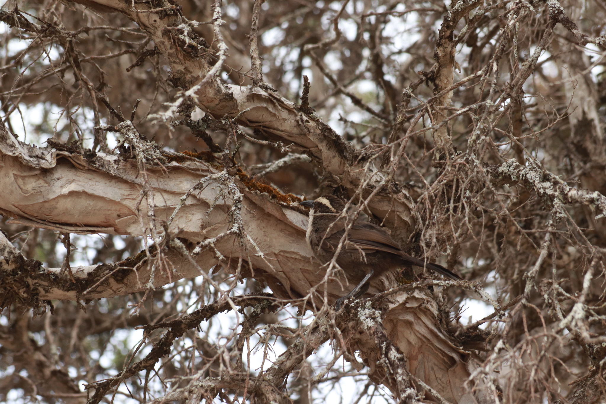 White-browed Babbler (Pomatostomus superciliosus), photo 5