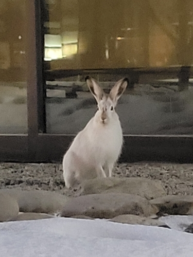 White-tailed Jackrabbit observed by jason_miller