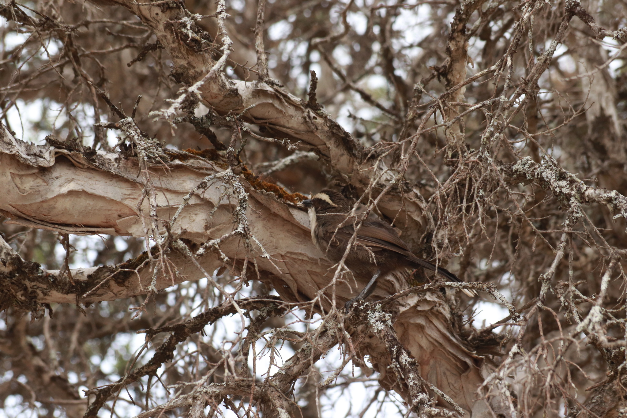 White-browed Babbler (Pomatostomus superciliosus), photo 6