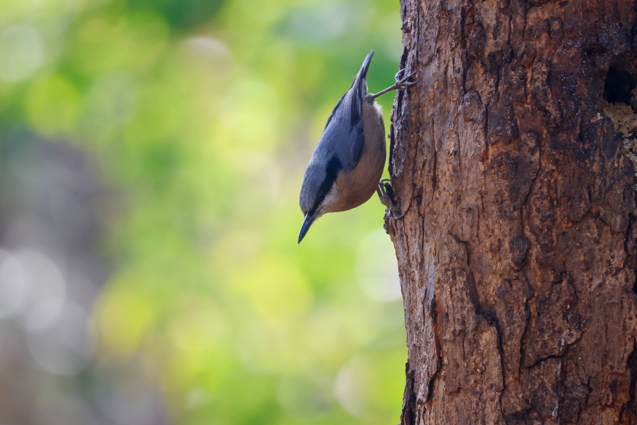 Chestnut-bellied Nuthatch (Sitta cinnamoventris), photo 9