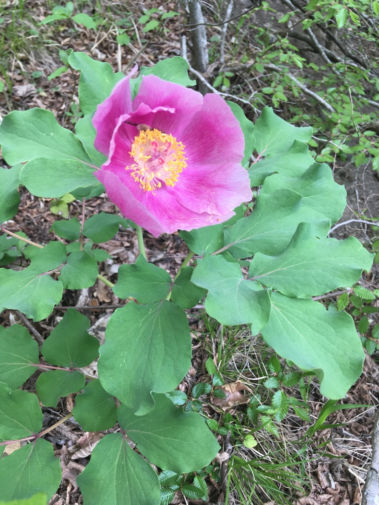 Crimean peony