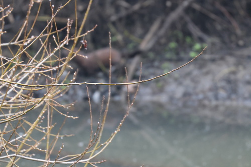 American Mink observed by zoltshmack