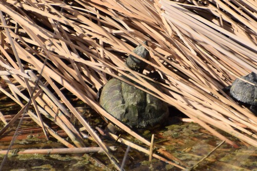 Common Snapping Turtle observed by theabilenenaturalist