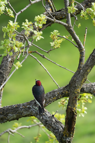 Acorn Woodpecker observed by gaby77485