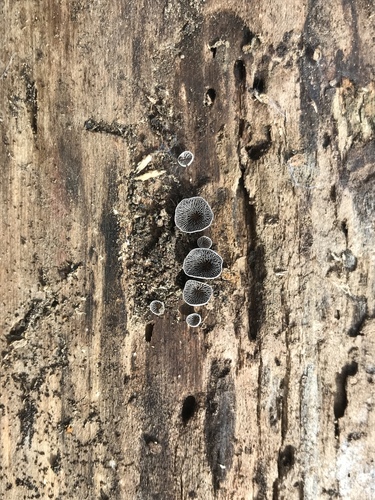 Resupinatus trichotis (Photo 2 of 14)