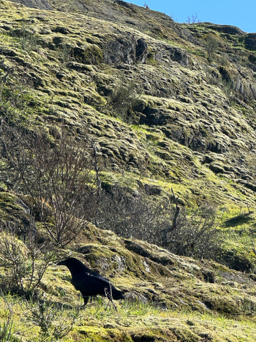 Common Raven observed by ethanrglass