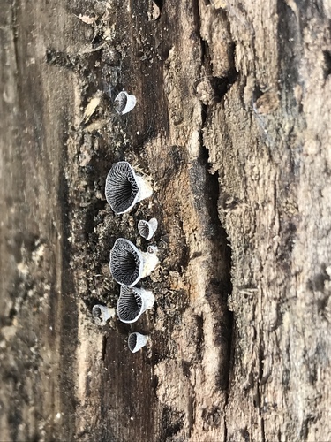 Resupinatus trichotis (Photo 7 of 14)
