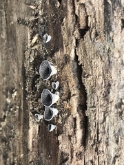 Resupinatus trichotis