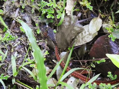 Spotted Keelback