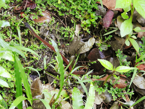 Spotted Keelback