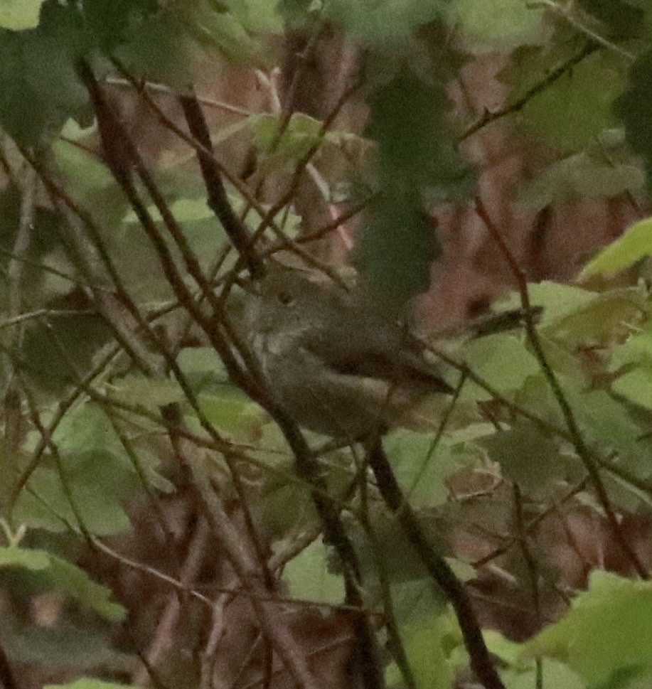 Inland Thornbill (Acanthiza apicalis), photo 1