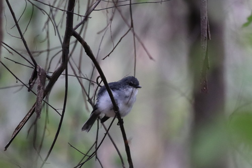 White-breasted Robin (Eopsaltria georgiana)