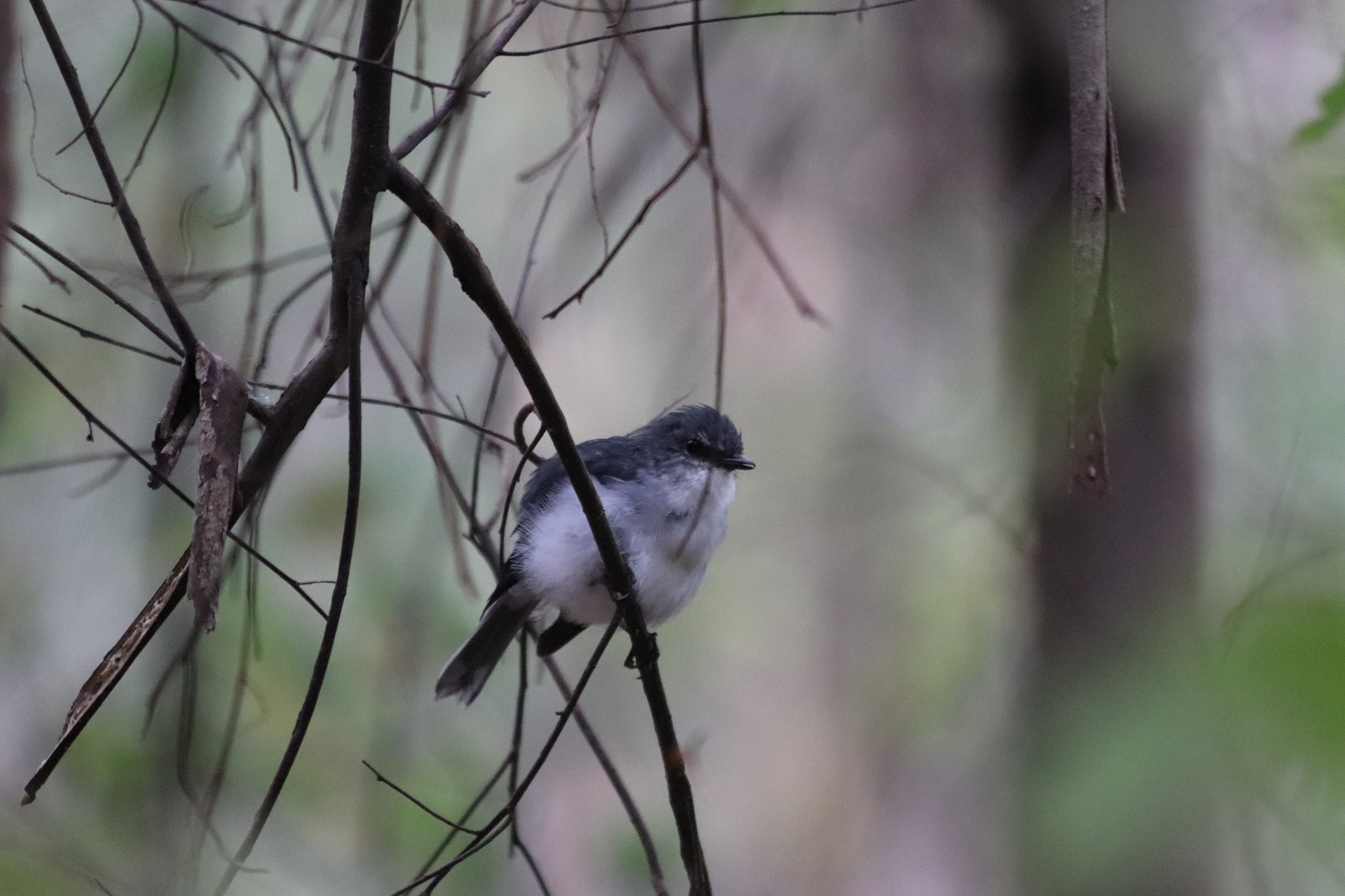 White-breasted Robin (Eopsaltria georgiana), photo 1