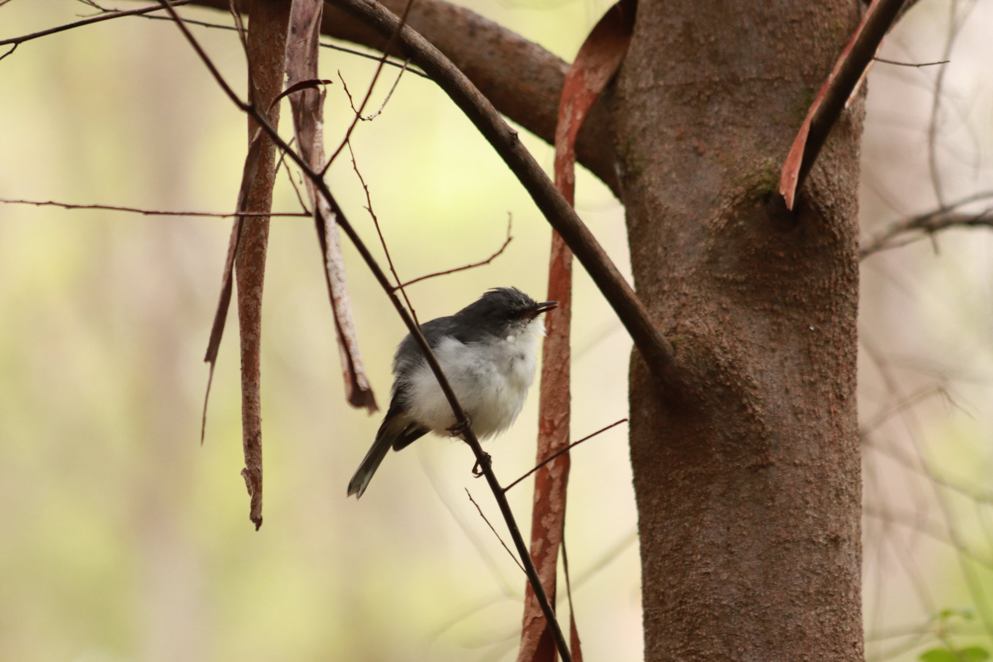 White-breasted Robin (Eopsaltria georgiana), photo 2