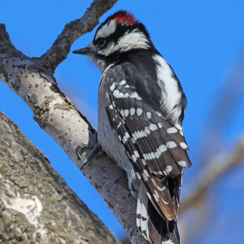 Downy Woodpecker