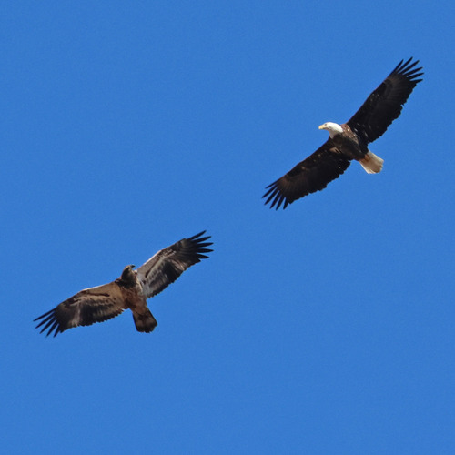 Bald Eagle