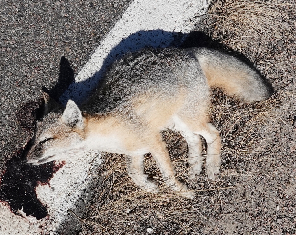 Swift Fox