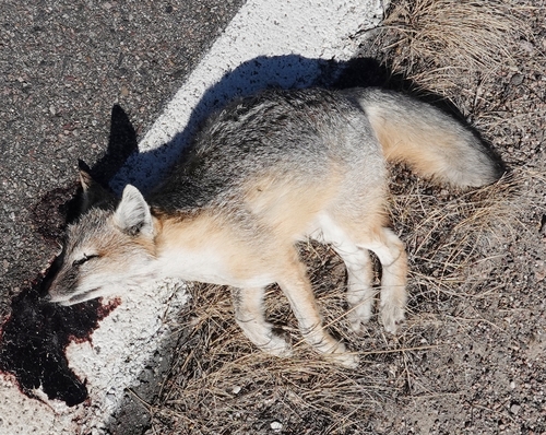 Swift Fox observed by colincroft