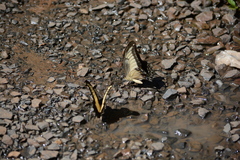 Heraclides androgeus