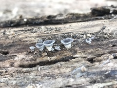 Resupinatus trichotis