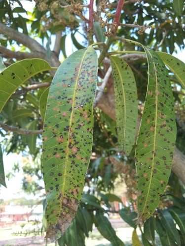 Algal Leaf Spot (Cephaleuros virescens)