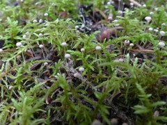 Marasmiellus filopes