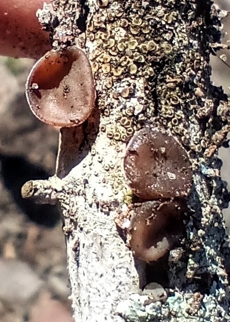Exidia crenata · March 2026 · photo: © feroxara (iNaturalist, )