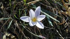 Crocus vernus