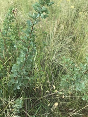 Searsia zeyheri