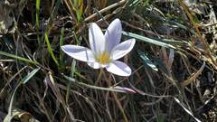 Crocus vernus