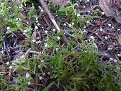 Marasmiellus filopes