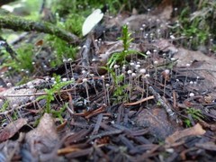 Marasmiellus filopes