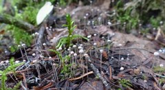 Marasmiellus filopes