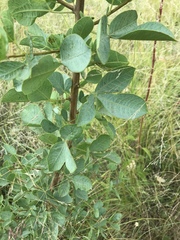 Searsia zeyheri