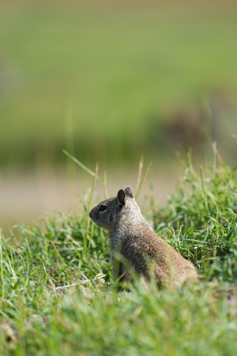 California Ground Squirrel observed by gaby77485