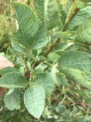 Searsia zeyheri