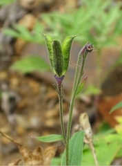 Delphinium brachycentrum