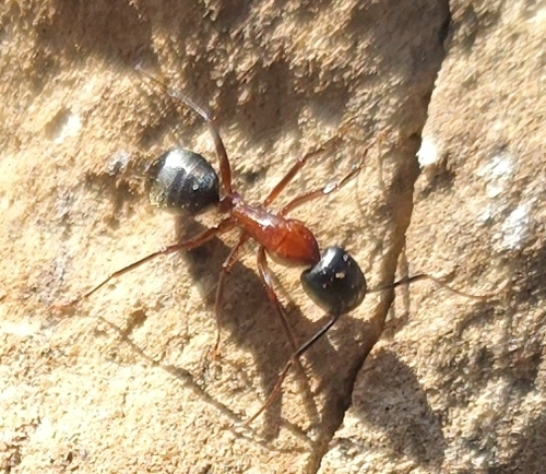 Bicolored Carpenter Ant