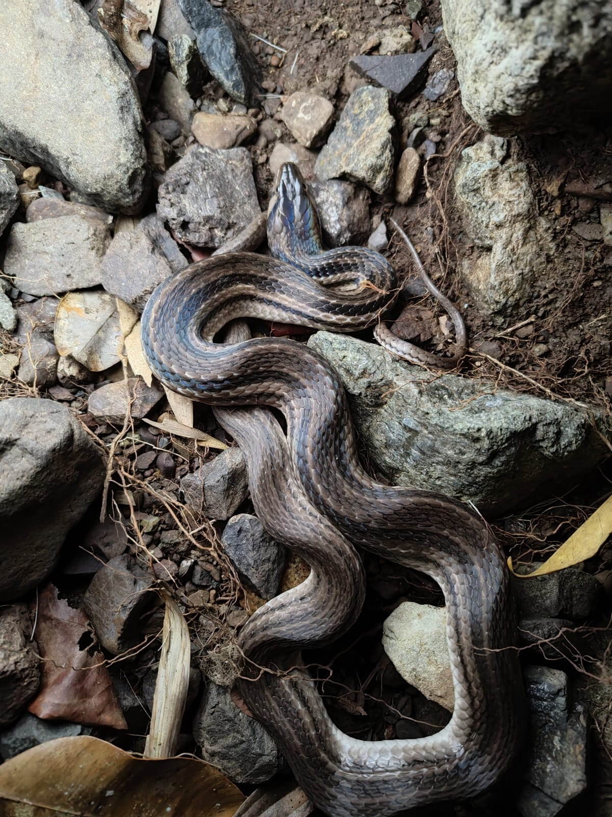 Andaman Keelback photo 7
