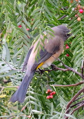 Ptiliogonys cinereus