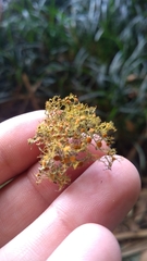 Teloschistes exilis