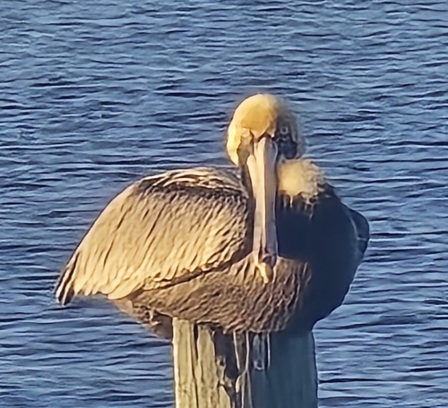 Brown Pelican observed by tmeier16