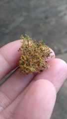 Teloschistes exilis