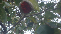 Tabernaemontana tomentosa