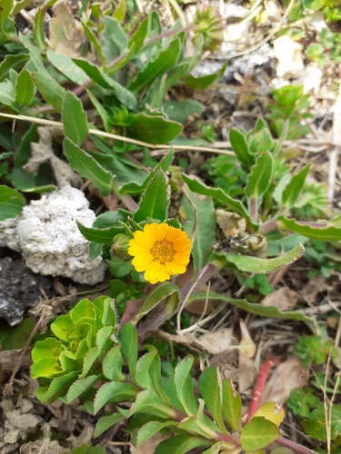 Poljski neven (Calendula arvensis)