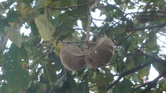 Tabernaemontana tomentosa