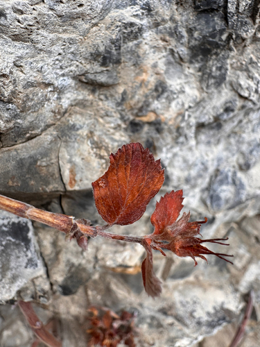 Wasatch Jamesia (Jamesia americana)