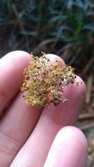 Teloschistes exilis